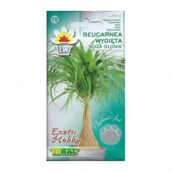 Nasiona Beukarnea wygięta Tor612