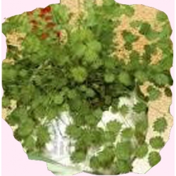  Nasiona Biedrzyniec anyż Tor581