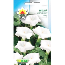Nasiona Bieluń wspaniały Datura Tor296