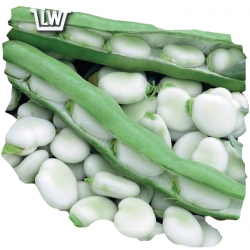 Nasiona. Bób Hangdown Biały Tor5