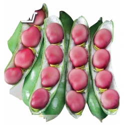 Nasiona. Bób Karmazyn Tor7