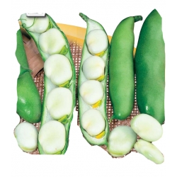 Nasiona. Bób Windsor Biały Tor6