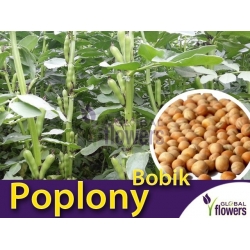 Nasiona Bobik Tor557