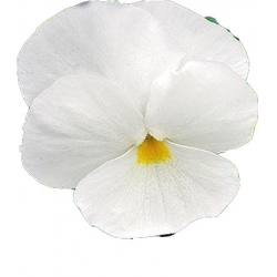 Nasiona Bratek wielkokwiatowy Tor285