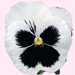 Nasiona Bratek wielkokwiatowy Tor286