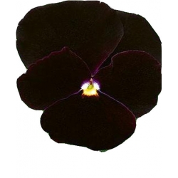 Nasiona Bratek wielkokwiatowy Tor293