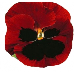 Nasiona Bratek wielkokwiatowy Tor287