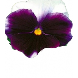 Nasiona Bratek wielkokwiatowy Lord  Tor294