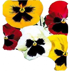 Nasiona Bratek wielkokwiatowy Tor288