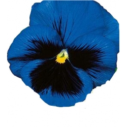 Nasiona Bratek wielkokwiatowy Tor289