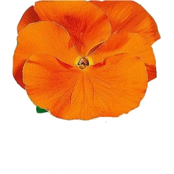 Nasiona Bratek wielkokwiatowy Tor290