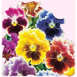 Nasiona Bratek Rokoko Tor295