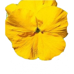 Nasiona Bratek wielkokwiatowy Tor291