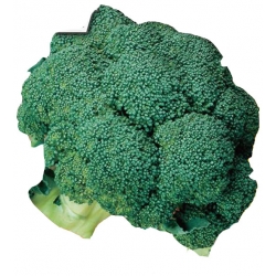 Nasiona. Brokuł Calabrese Natalino Tor8