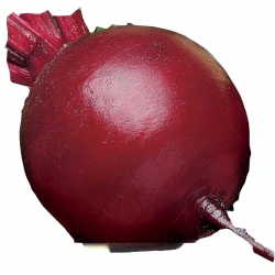 Nasiona. Burak ćwikłowy Ciemnoczerwony Tor11