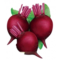 Nasiona. Burak ćwikłowy Betina Tor10