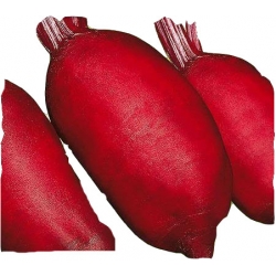 Nasiona. Burak ćwikłowy podłużny Cylindra Tor15