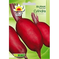 Nasiona Burak ćwikłowy podłużny Cylindra Tor15
