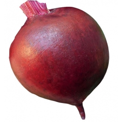 Nasiona Burak ćwikłowy Czerwona Kula NA TAŚMIE Tor508