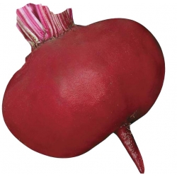 Nasiona Burak ćwikłowy Egipski Tor13