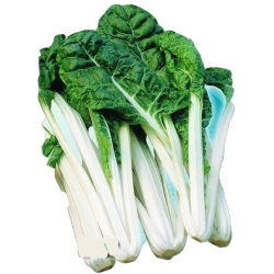 Nasiona. Burak liściowy Lukullus zielony Tor16