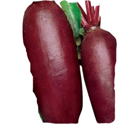 Nasiona. Burak ćwikłowy podłużny Opolski Tor14