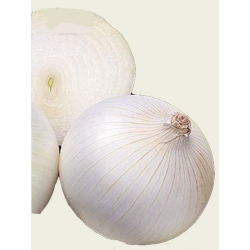  Nasiona. Cebula Biała AVALON Tor18