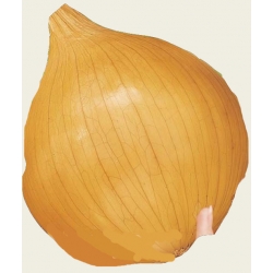 Nasiona. Cebula GLOBO późna Tor20