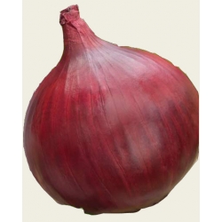 Nasiona. Cebula Karmen Tor19