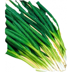 Nasiona Cebula Siedmiolatka Bajkal Tor22