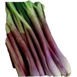 Nasiona Cebula Siedmiolatka RED TOGA Tor23