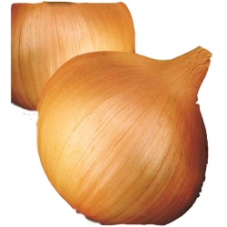 Nasiona Cebula Sochaczewska późna Tor24