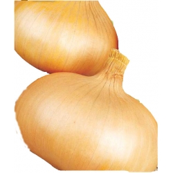 Nasiona Cebula Stuttgarter Riesen Tor25