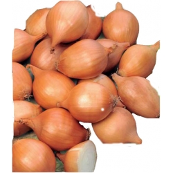 Nasiona Cebula Szalotka Ambition Tor26