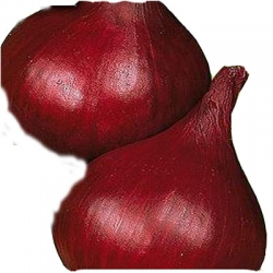 Nasiona Cebula Wenta czerwona Tor28