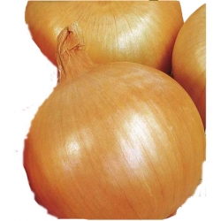 Nasiona Cebula Wolska późna Tor29