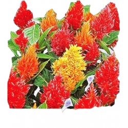 Nasiona Celozja pierzasta Tor298