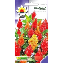 Nasiona Celozja pierzasta Tor298
