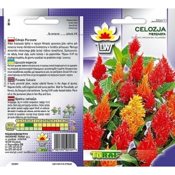 Nasiona Celozja pierzasta Tor298