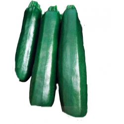 Nasiona Cukinia Black Beauty Tor32