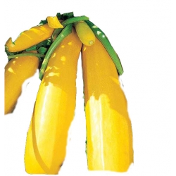 Nasiona Cukinia Goldena Tor34