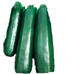 Nasiona Cukinia Nefretete Tor31