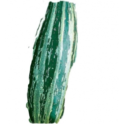 Nasiona Cukinia Tapir Tor33