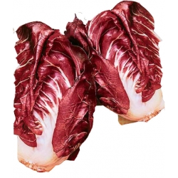 Nasiona Cykoria sałatowa Palla Rosa Tor35