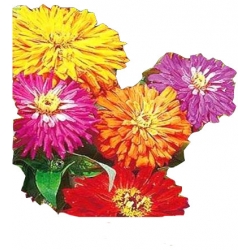 Nasiona Cynia chryzantemowa Tor300