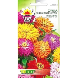 Nasiona Cynia chryzantemowa Tor300