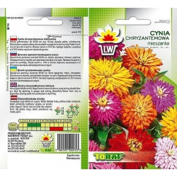 Nasiona Cynia chryzantemowa Tor300