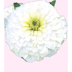 Nasiona Cynia daliowa Tor301