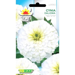 Nasiona Cynia daliowa Tor301
