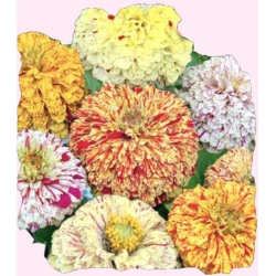 Nasiona Cynia daliowa Candy Stripe Tor305